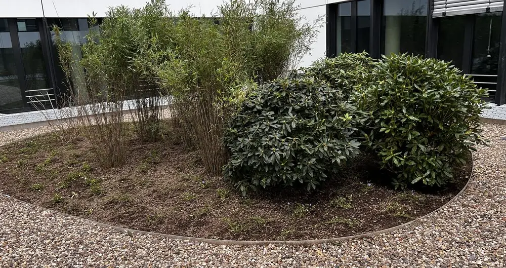Gepflegtes Beet mit Bambus und Rhododendron vor einem Bürogebäude