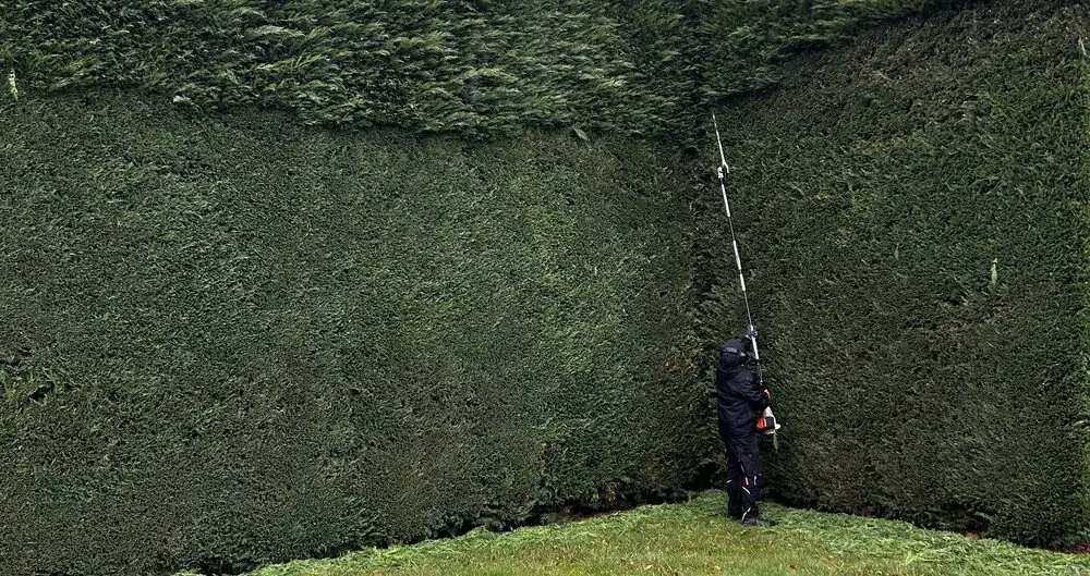 Gärtner schneidet eine hohe Hecke mit einer Teleskop-Heckenschere