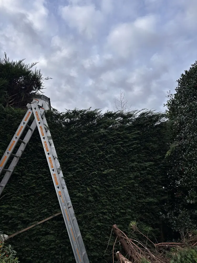 Referenzbild Baum- und Heckenschnitt