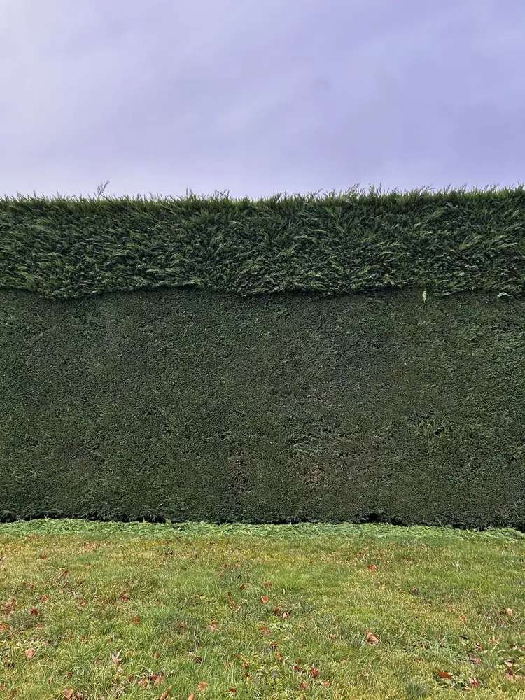 Referenzbild Baum- und Heckenschnitt