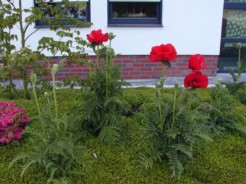 Referenzbild Bepflanzung von Gärten und Beeten